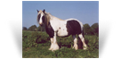 Midget Mare